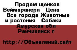 Продам щенков Веймаранера › Цена ­ 30 - Все города Животные и растения » Собаки   . Амурская обл.,Райчихинск г.